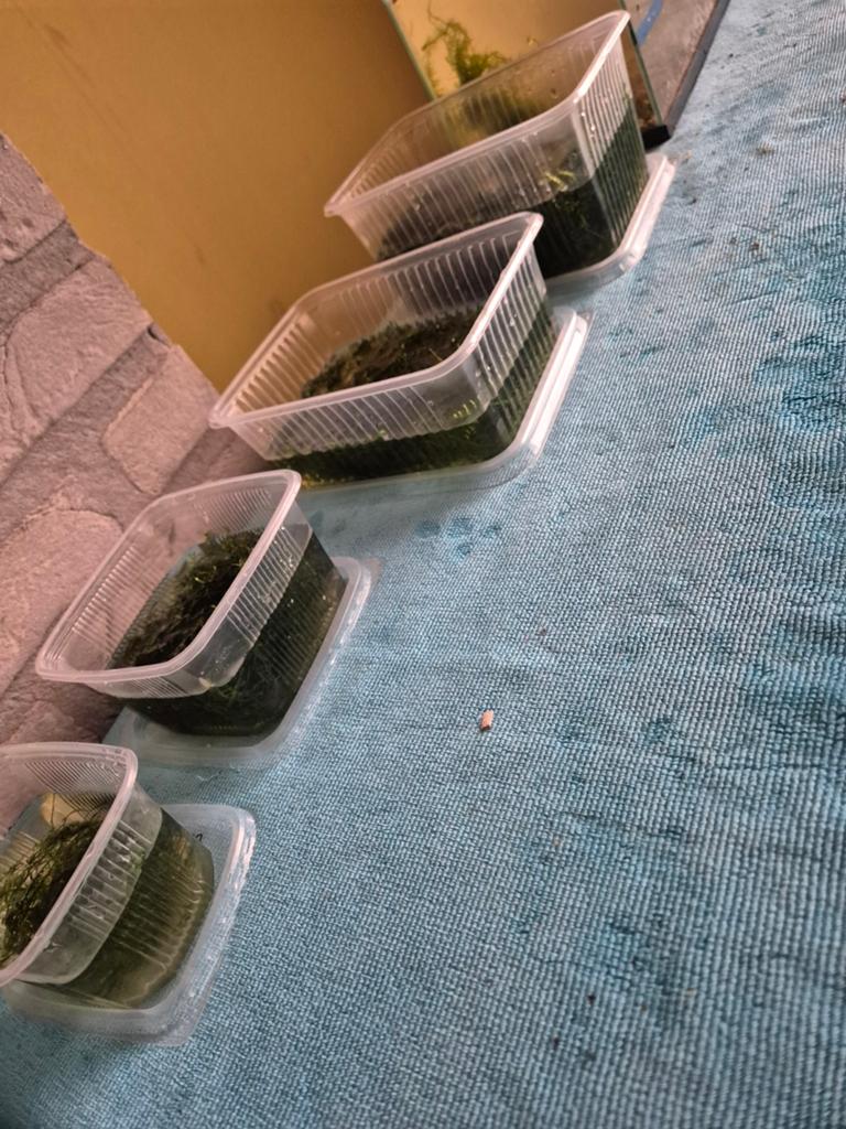 Javamos, Ophalen, Inclusief planten, Decoratie