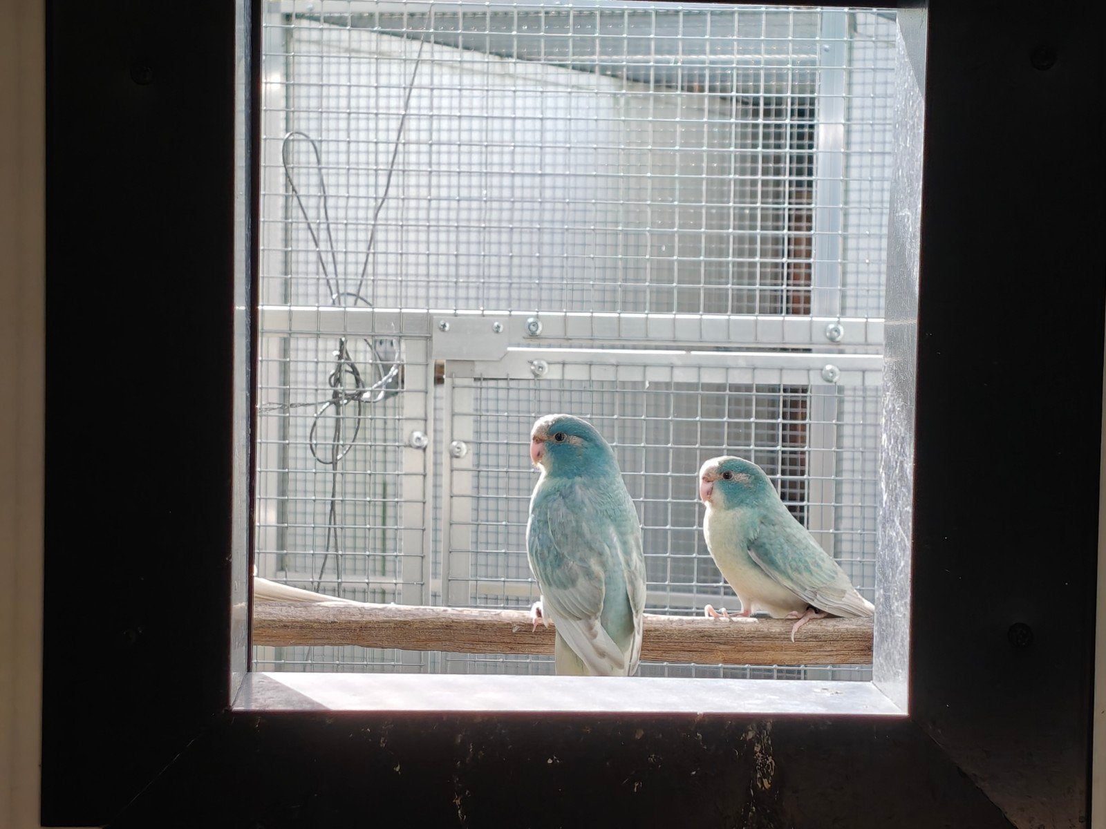 8 couples reproducteurs de kakariki bleus, en jachère, ourlé, Plusieurs animaux, Perruche, Bagué