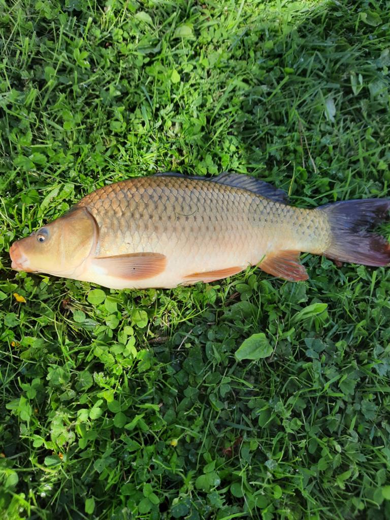 Schubkarper uit natuurvijver.