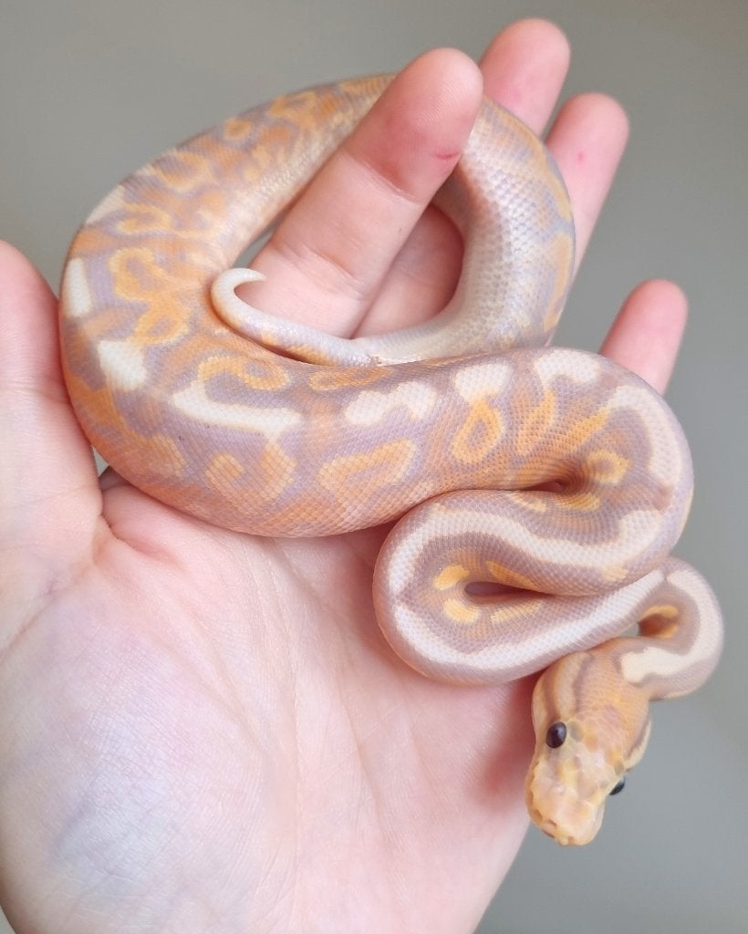 1.0 banana cinnamon gravel od (spotnose) het clown 66% pied, Dieren en Toebehoren
