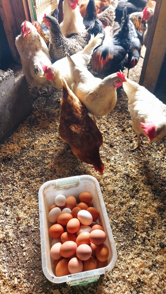 Poules pondeuses  ( 13 mois), Femelle, Poule ou poulet
