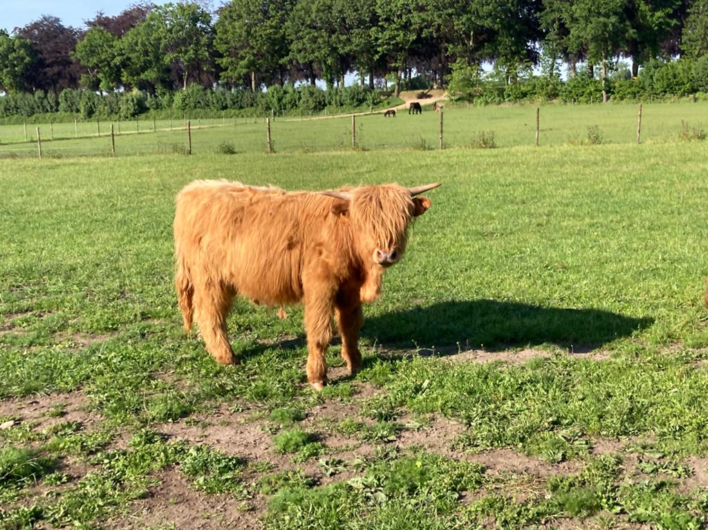 Schotse hooglander, Dieren en Toebehoren, Runderen