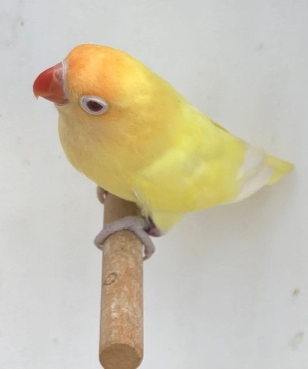 Fischeri creme ino  POP 2021, Dieren en Toebehoren, Vogels | Parkieten en Papegaaien, Vrouwelijk, Dwergpapegaai of Agapornis, Geringd
