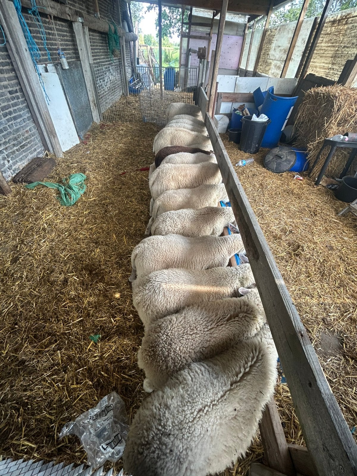 18 ram lammeren