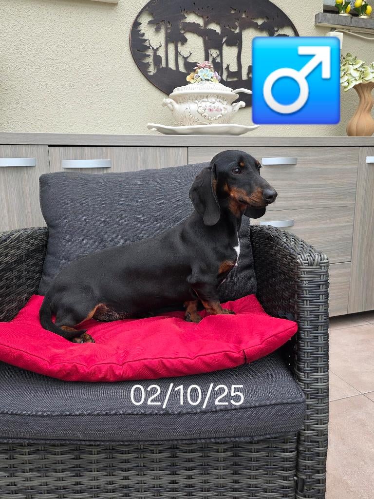 mooie korthaar teckel pups, Dieren en Toebehoren, Honden | Teckels en Dashonden, België, 15 weken tot 1 jaar, Reu, Korthaar