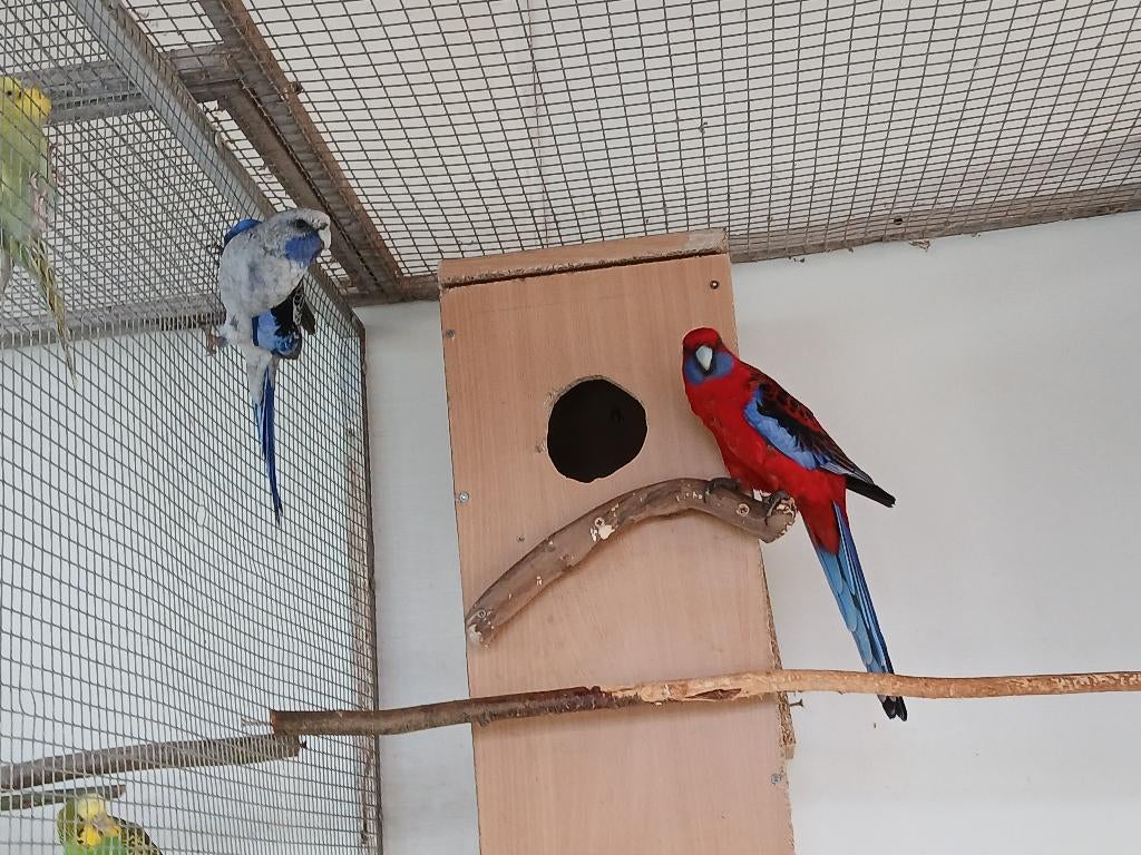 koppel penanten, Meerdere dieren, Papegaai, Geringd
