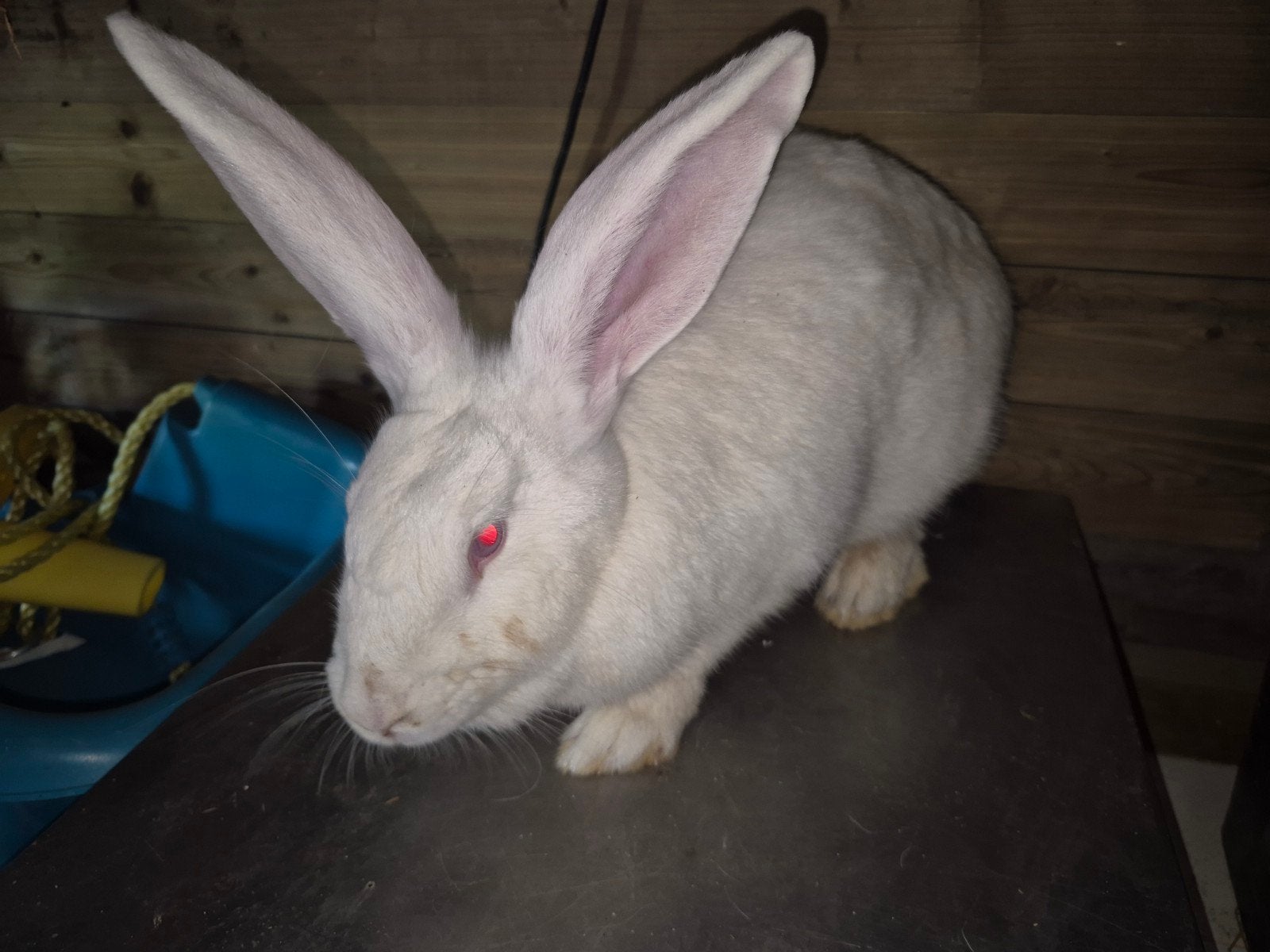Vlaamsereus, Animaux & Accessoires, Lapins