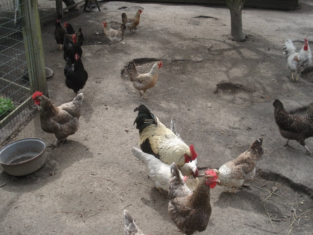 broedeieren mix (marans, barnevelder, groenlegger, ...), Sexe inconnu, Autres espèces