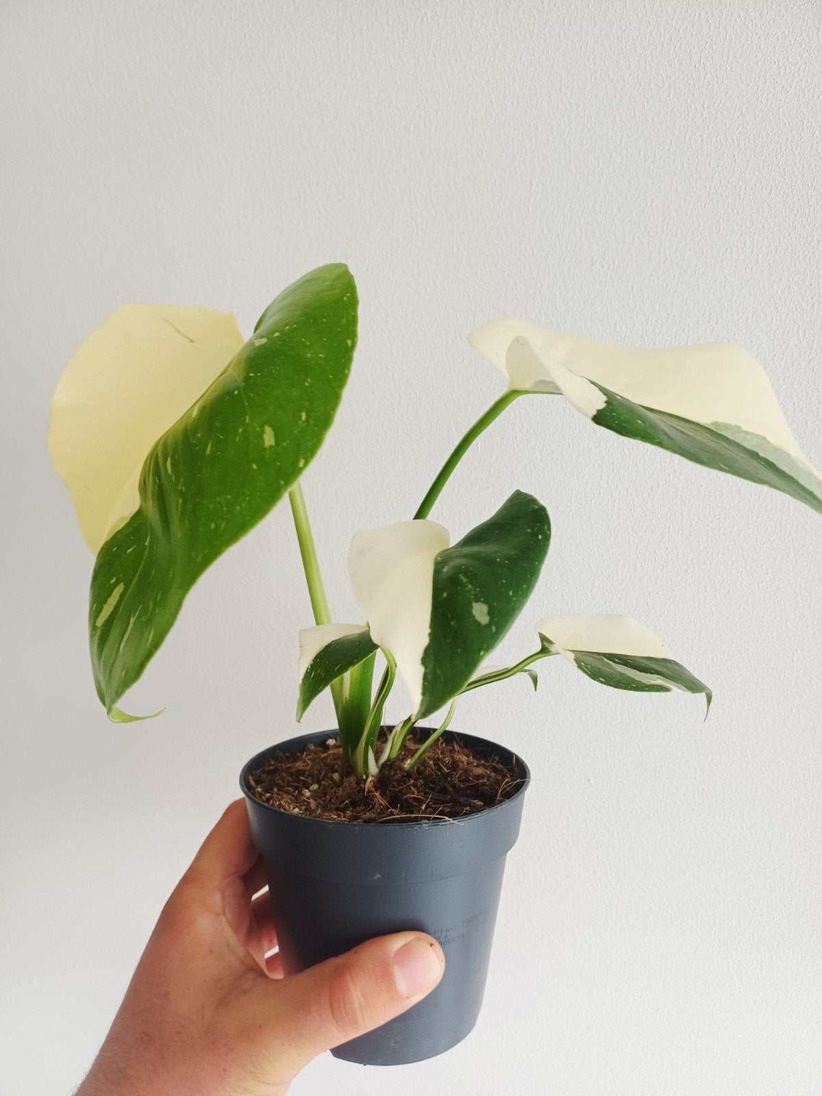 Monstera Thai'con Mutation Halfmoon, Huis en Inrichting, Kamerplanten, Overige soorten, In pot, Minder dan 100 cm, Groene kamerplant