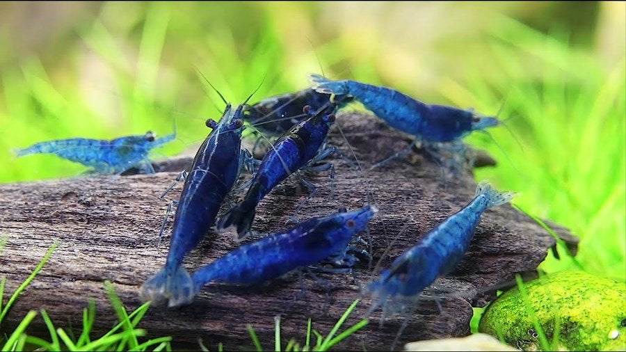 Blauwe Neocaridina garnalen te koop, Dieren en Toebehoren