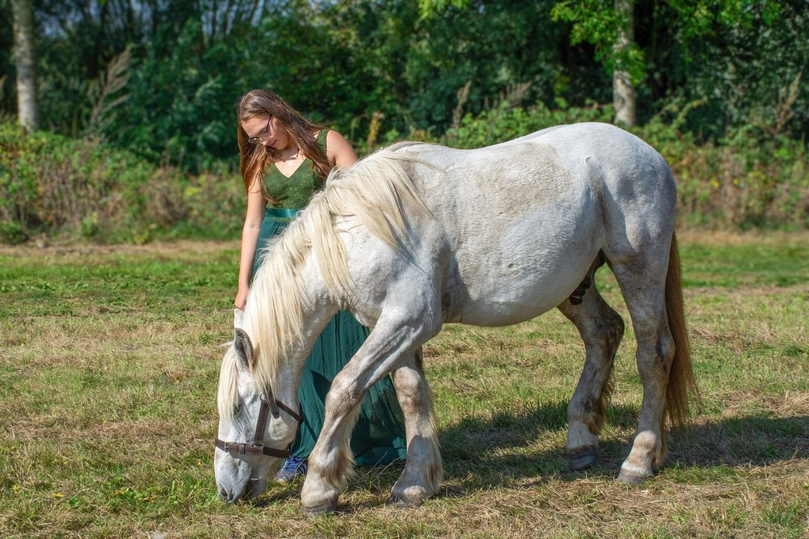 bolonais, Animaux & Accessoires, Hongre, Débourré, Cheval d'attelage, 0 à 2 ans
