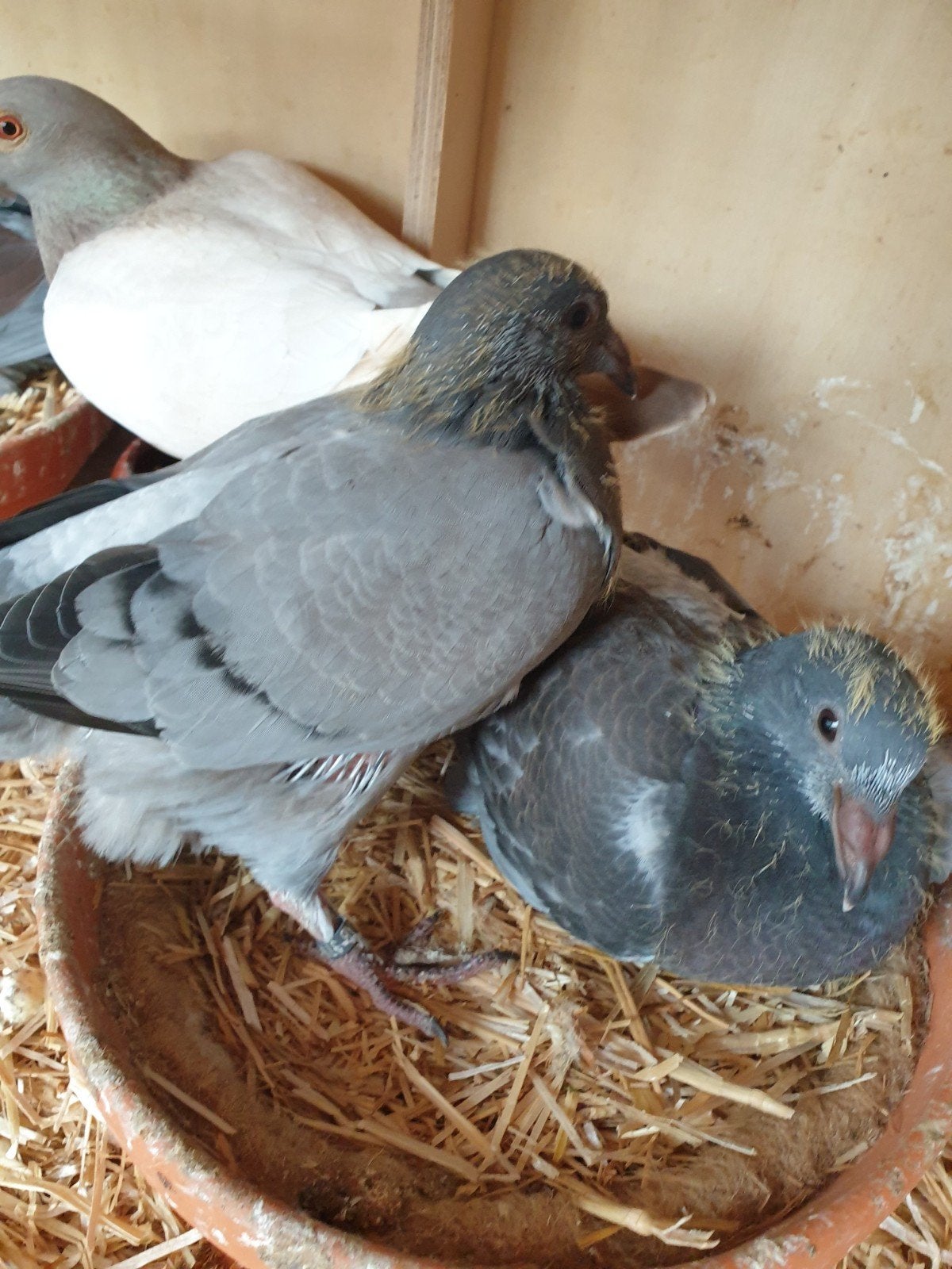 Kleurpostduiven, Dieren en Toebehoren