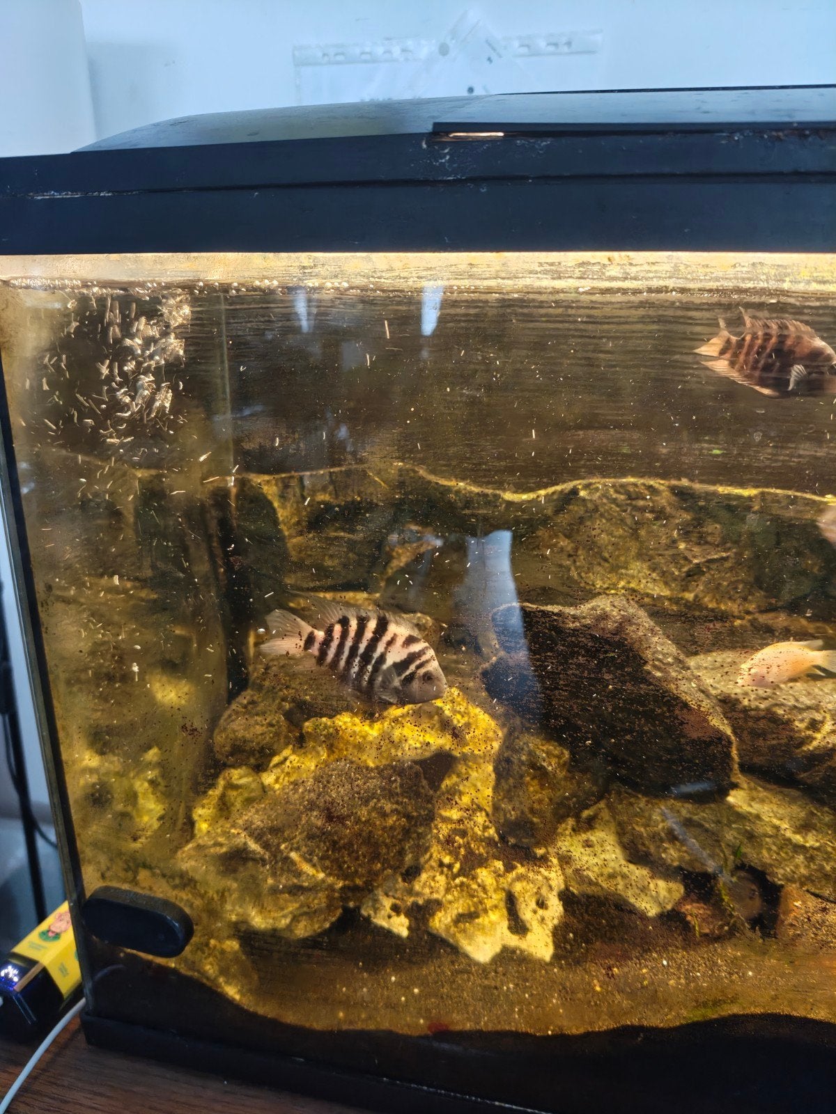 zebra cichliden te koop, Dieren en Toebehoren, Zoetwatervis