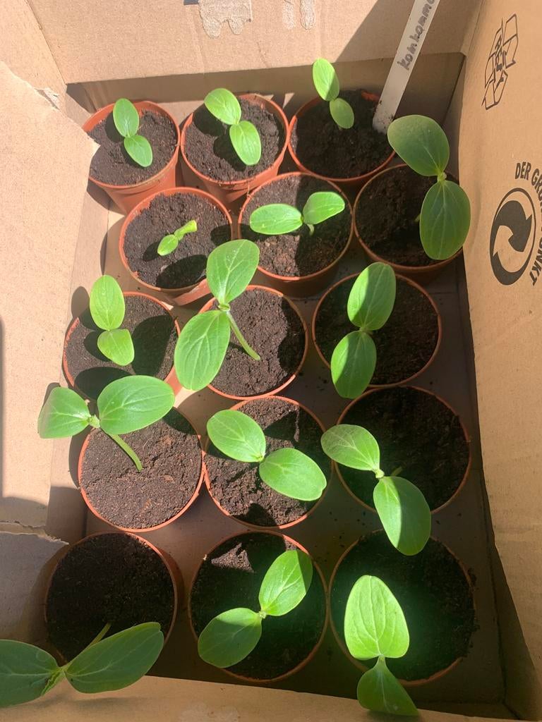 Komkommer plantjes, Tuin en Terras, Ophalen
