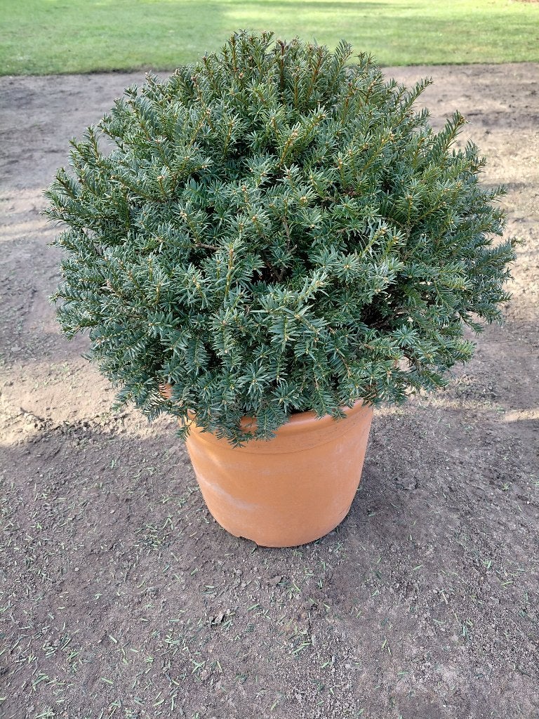 Taxus Baccata bol, Jardin & Terrasse, Enlèvement, Taxus