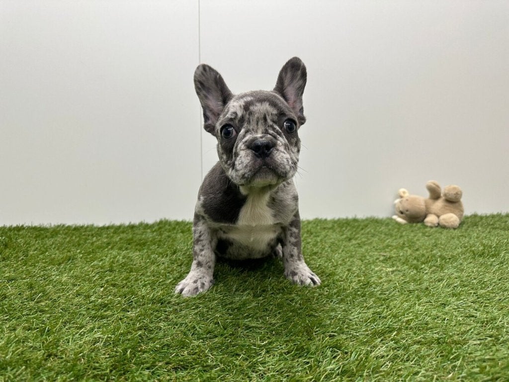Chiot Bouledogue Français, Hépatite contagieuse (maladie de Rubarth), Bouledogue, Un chien, Belgique