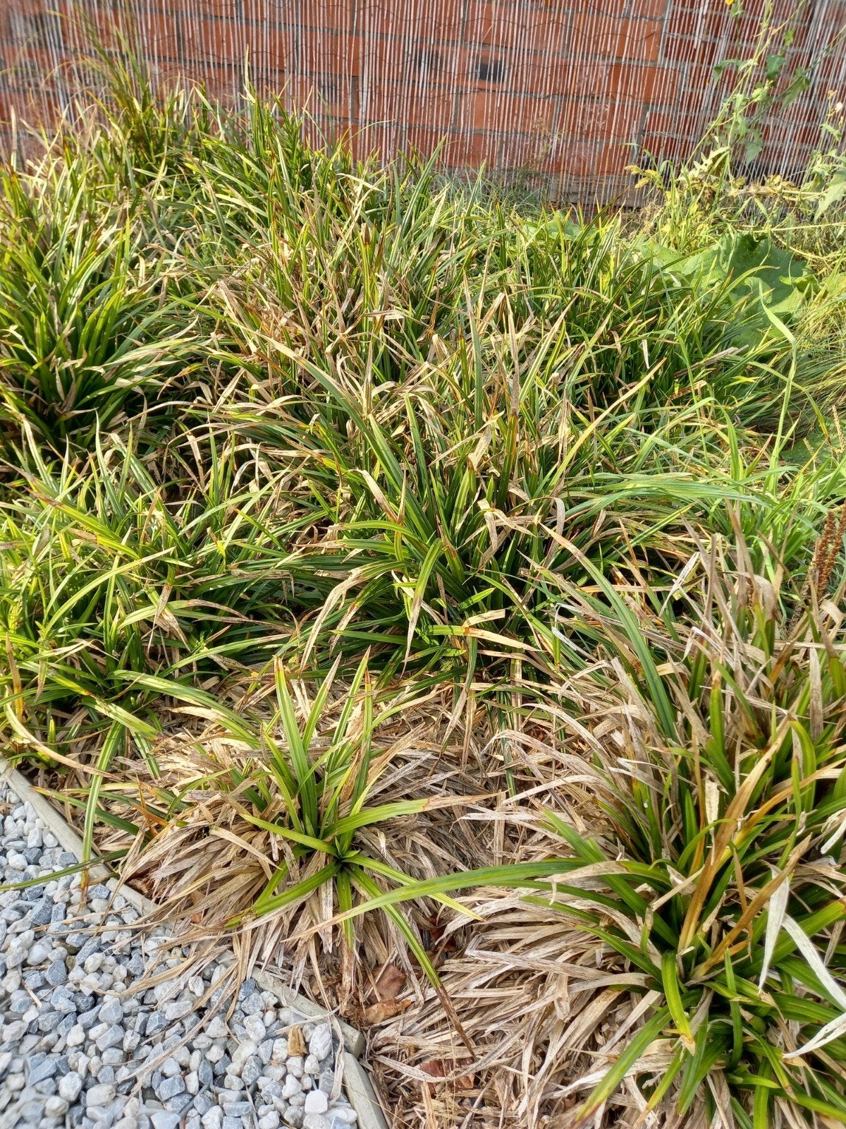siergras  - gratis uit te doen, Jardin & Terrasse, Enlèvement, Plante fixe, Graminées ornementales