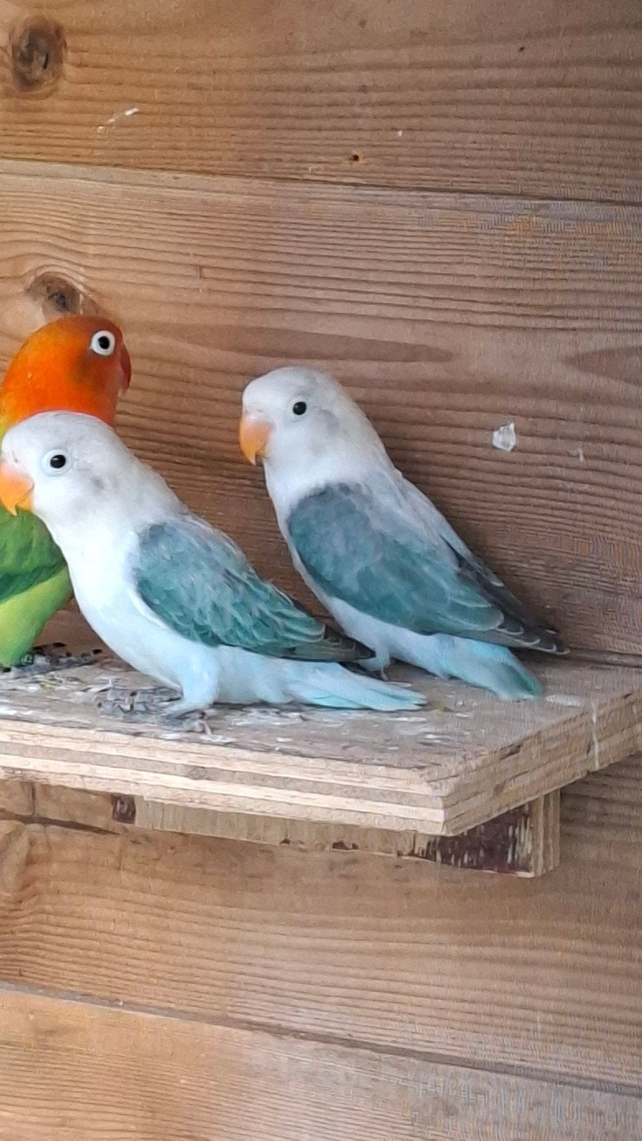 Dwergpapegaai agapornis fisherie, Dieren en Toebehoren, Vogels | Parkieten en Papegaaien, Dwergpapegaai of Agapornis, Vrouwelijk