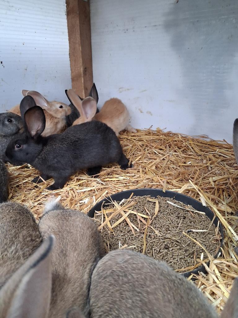 Speenkonijnen, Dieren en Toebehoren, Konijnen, Meerdere dieren, Middelgroot, 0 tot 2 jaar