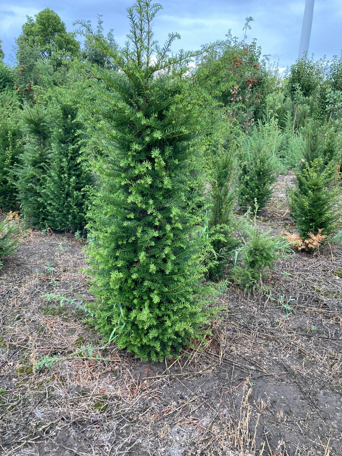Taxus baccata met kluit, Jardin & Terrasse, Enlèvement, Taxus