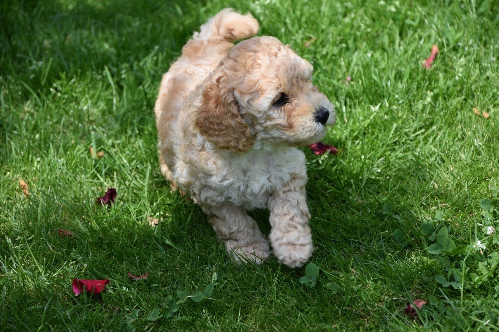 Prachtige poedel pups, Poedel, België, Fokker | Hobbymatig, 8 tot 15 weken