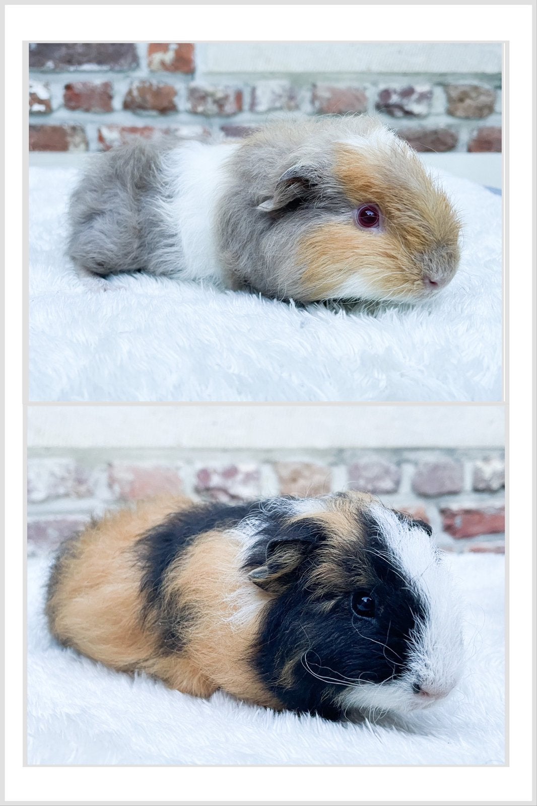 Cavia mannetjes, Mâle, Juin, Domestique, Cobaye