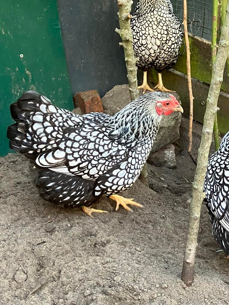 Wyandotte kriel zilverzwart gezoomd, Dieren en Toebehoren, Pluimvee