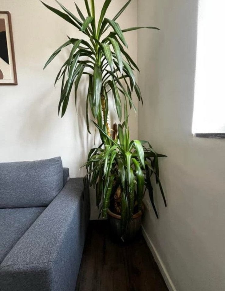Grande plante d’intérieur - YUCCA, Enlèvement, Yucca