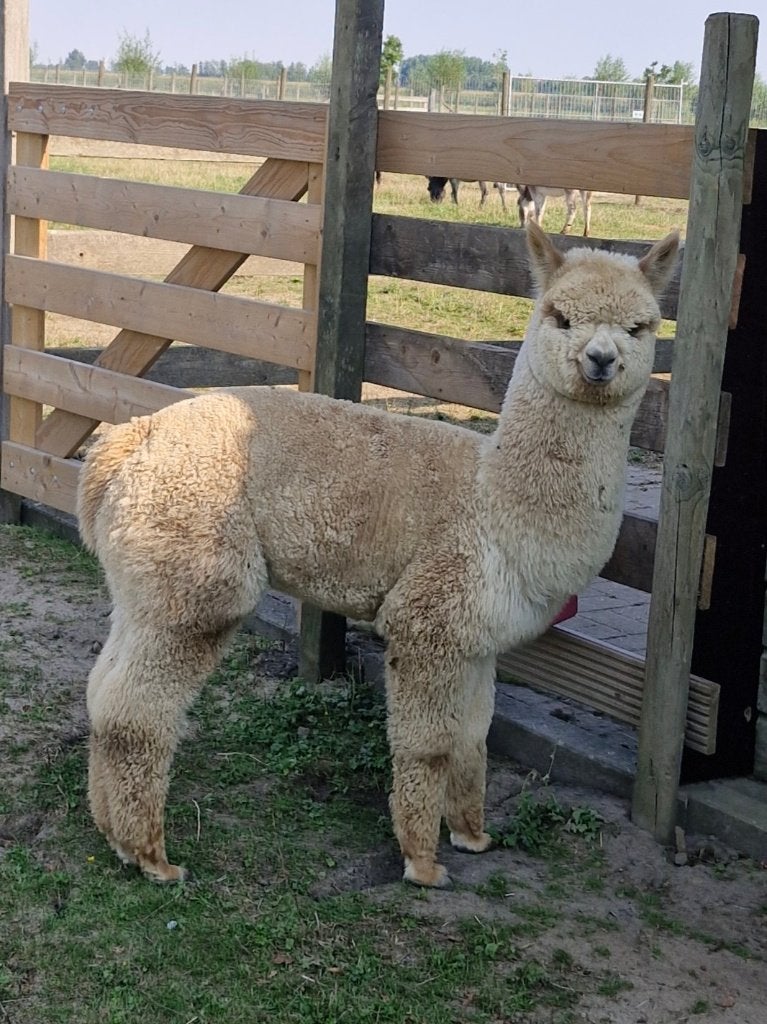 Alpaca hengst, Februari, Mannelijk