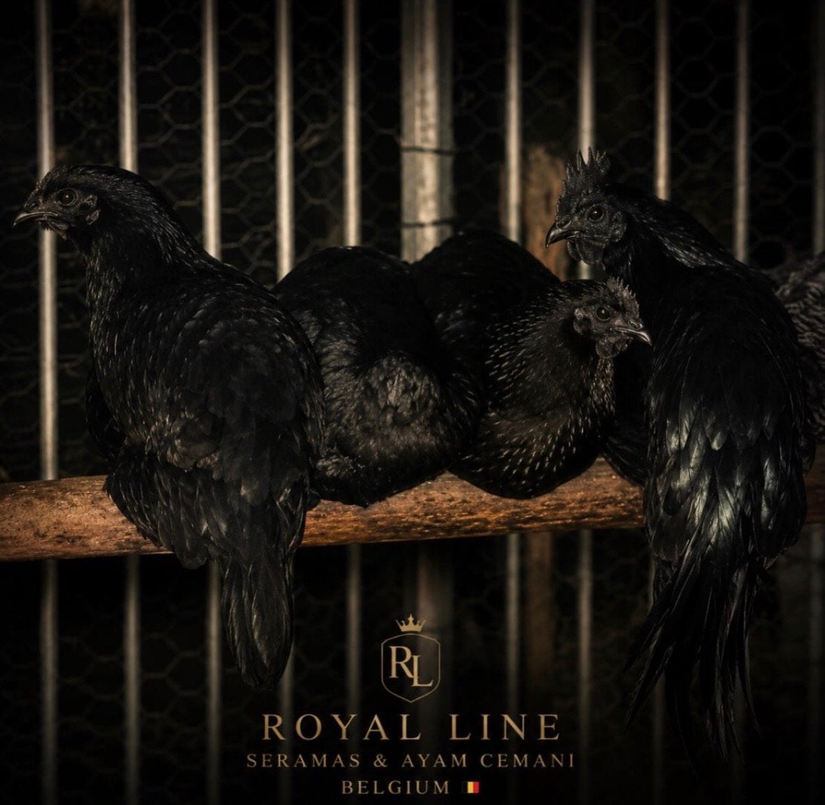 Ayam Cemani kuikens, Geslacht onbekend