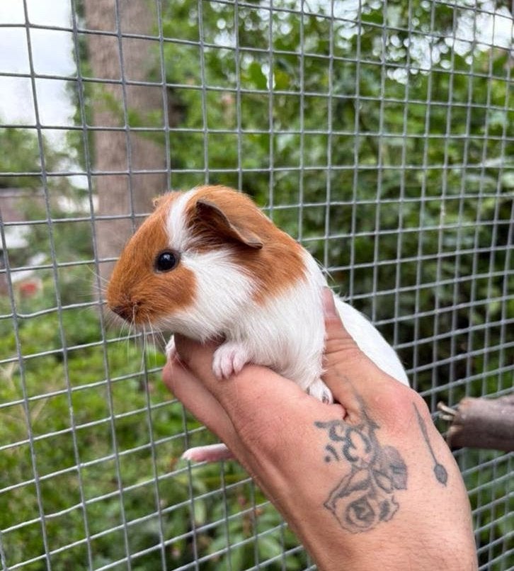 prachtige jonge cavia, Mai, Mâle, Cobaye