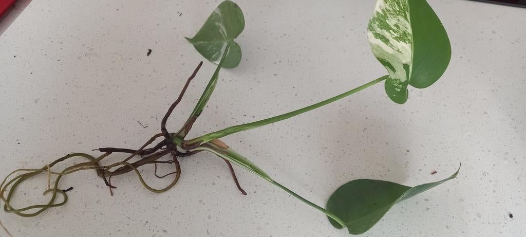 Monstera variegata, Maison & Meubles, Enlèvement