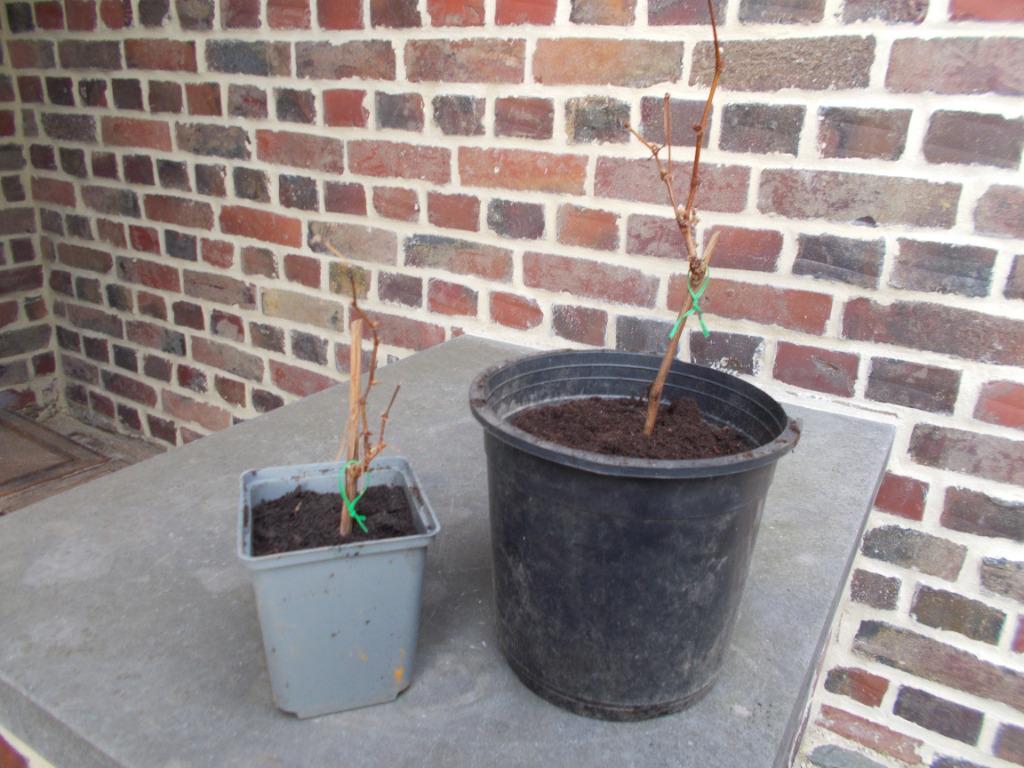 jonge wijnstokken (zeer grote druiven), Lente, Overige soorten, Volle zon, In pot