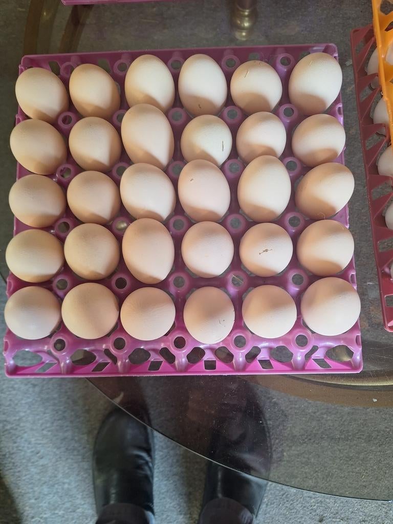 Broedeieren australorp beschikbaar, Dieren en Toebehoren, Pluimvee