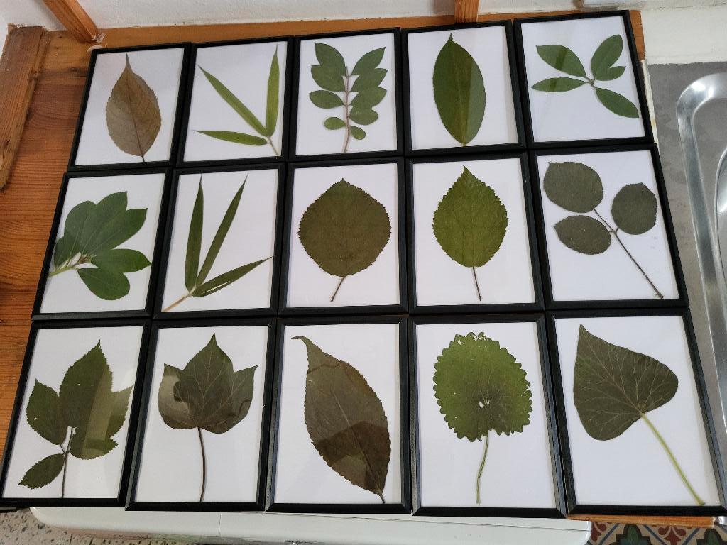 herbarium, Enlèvement ou Envoi