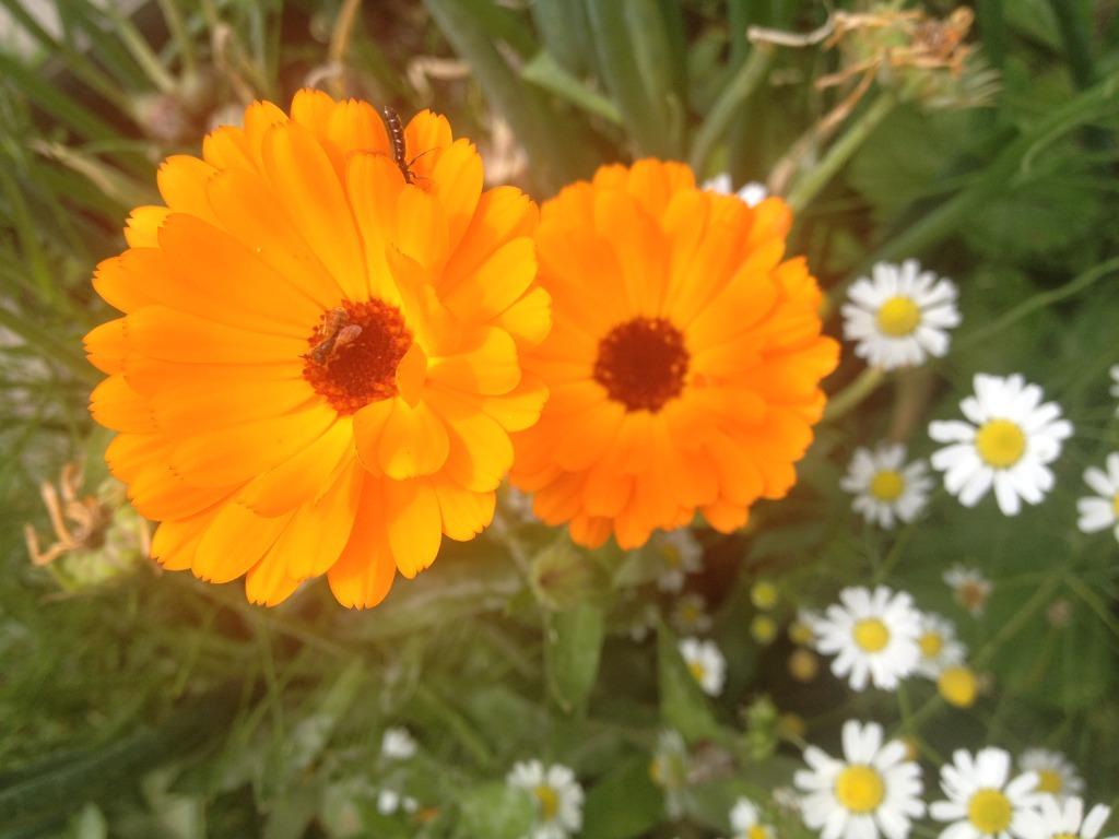 10 zaden Calendula - goudsbloem - oranje - eetbare bloemen, Verzenden, Zaad