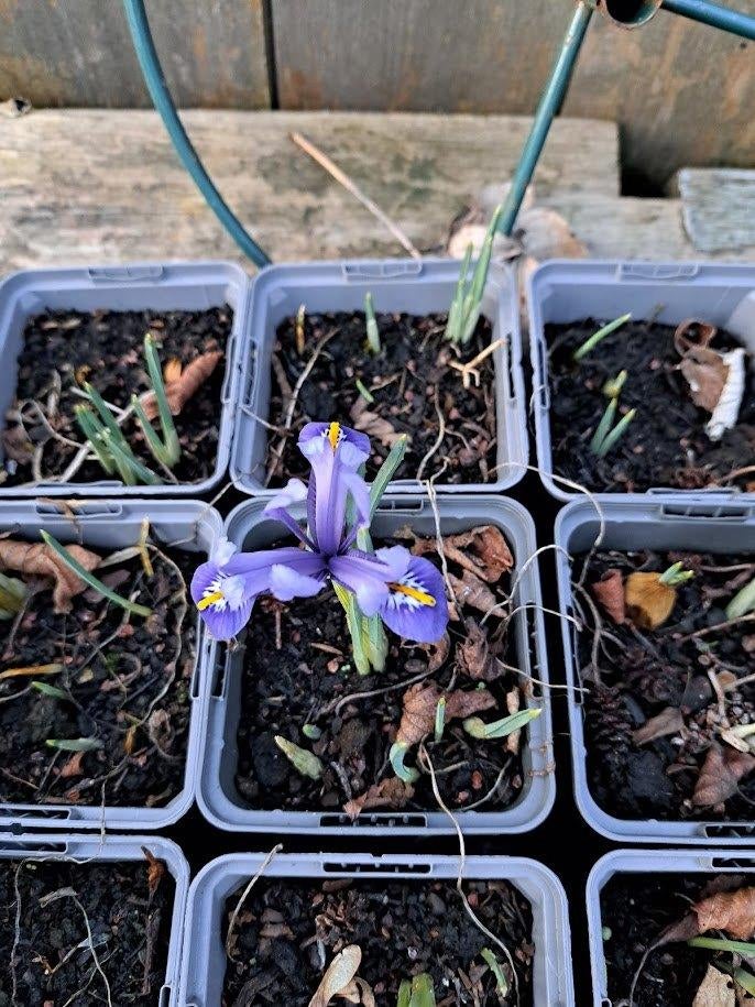 iris blauw, Tuin en Terras, Volle zon, Vaste plant, Lente, Ophalen