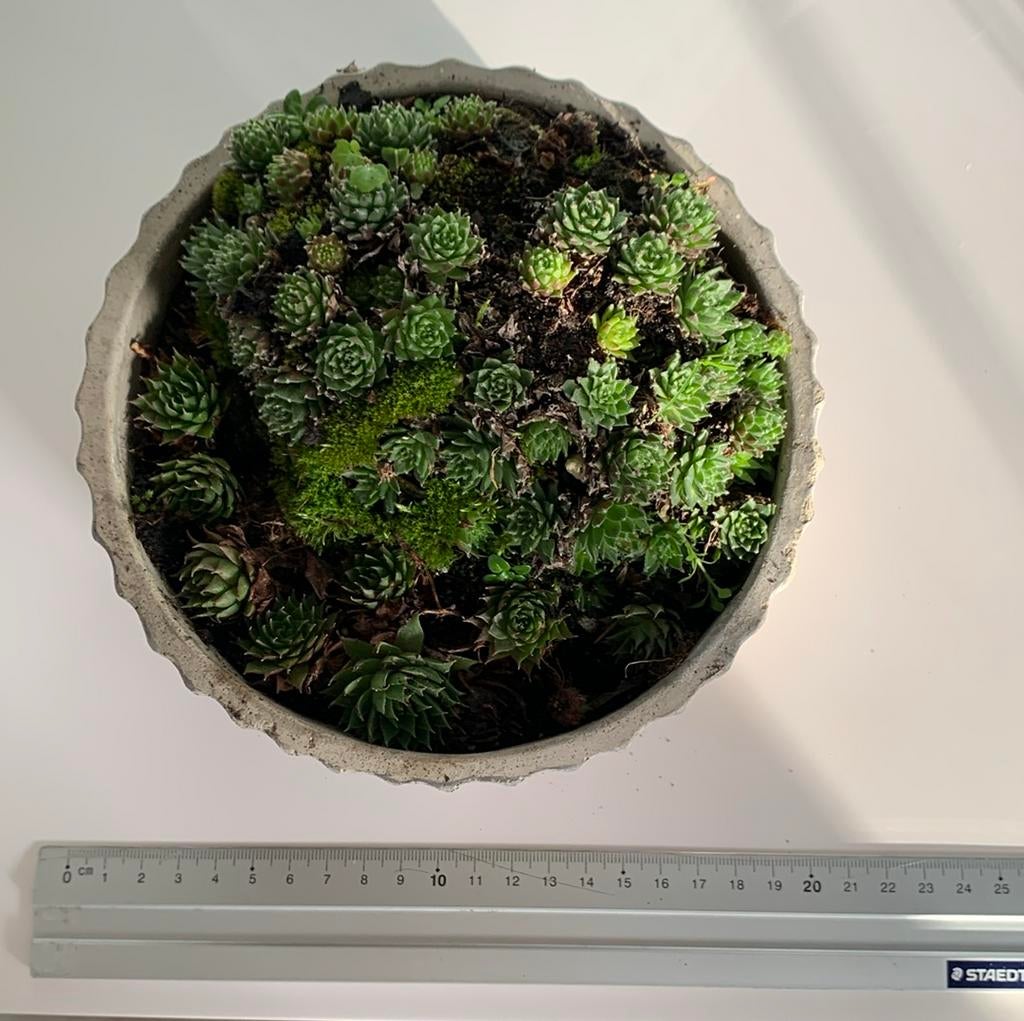 Sempervivum in ronde stenen pot 16 cm diameter, Ophalen, Zo goed als nieuw