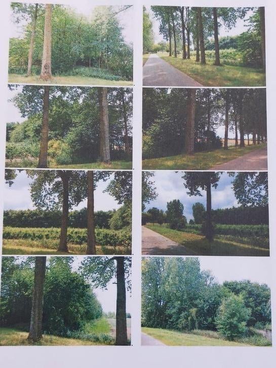 Eiken bos