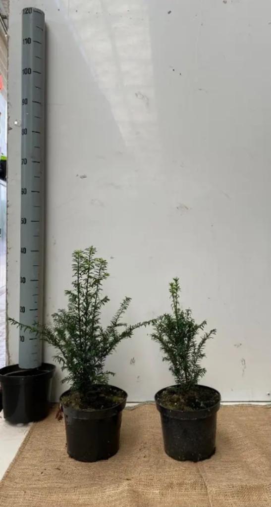 Taxus baccata, Hagen en Sierheesters