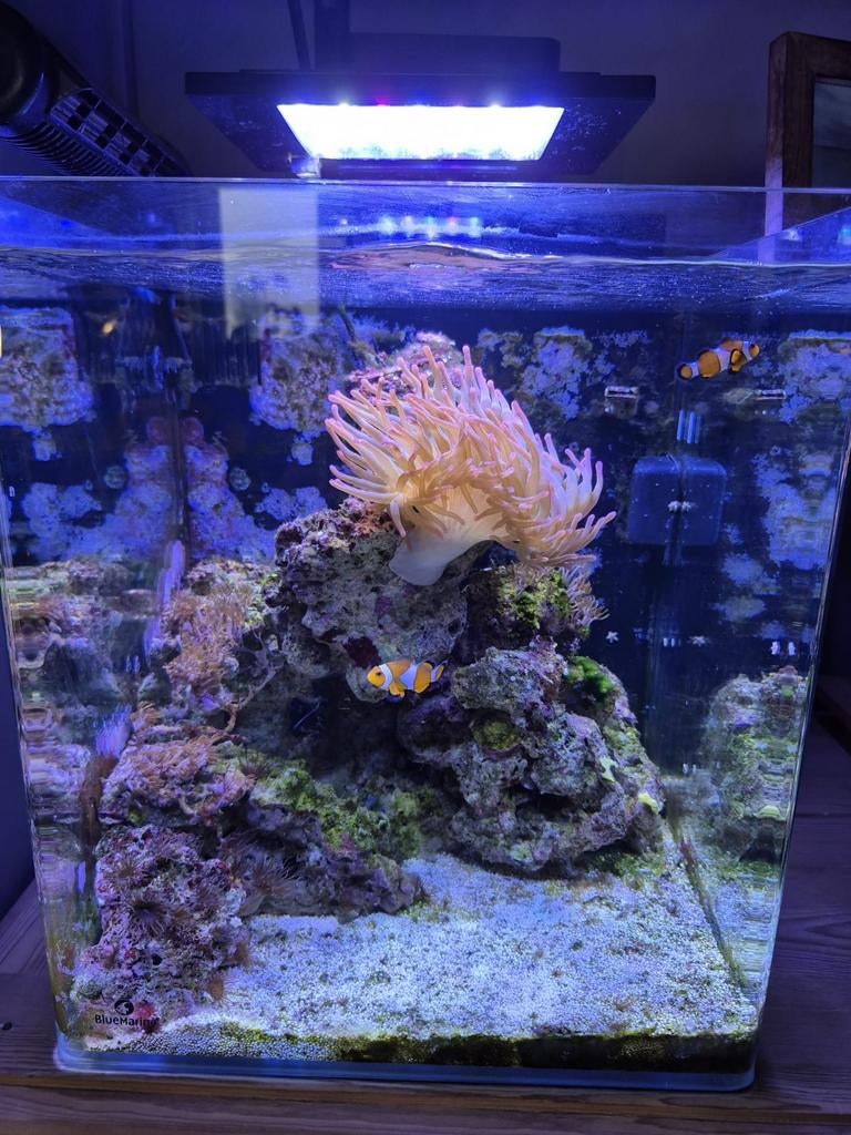 Superbe aquarium eau de mer avec poissons et coraux, Dieren en Toebehoren, Vissen | Aquaria en Toebehoren, Ophalen of Verzenden