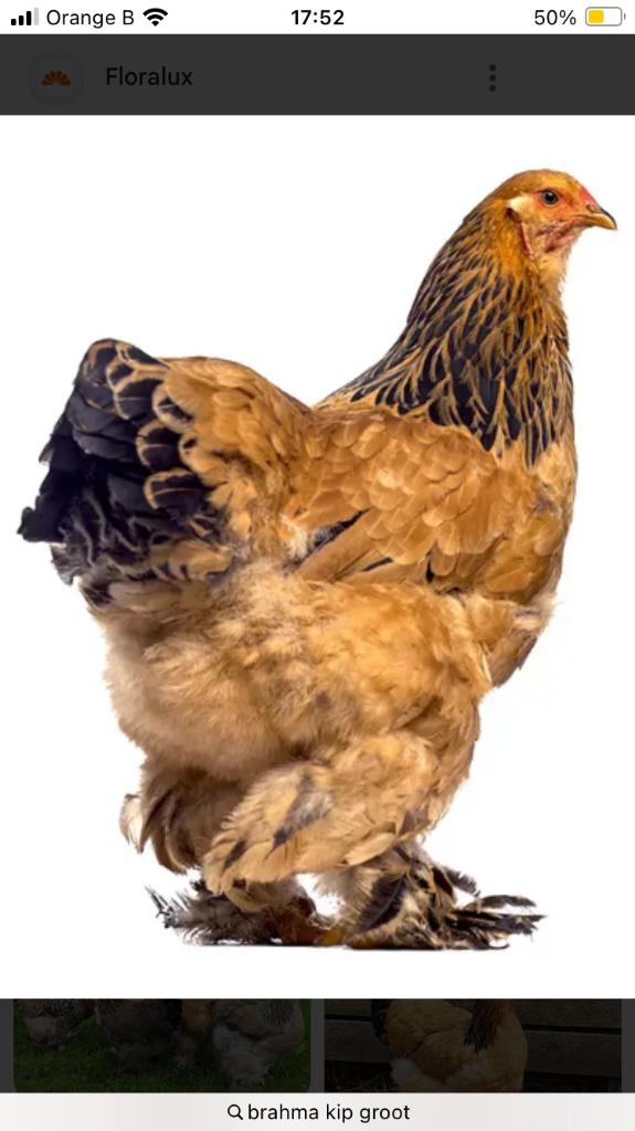 Gezocht brahma columbia buff zwart hennen, Dieren en Toebehoren, Pluimvee