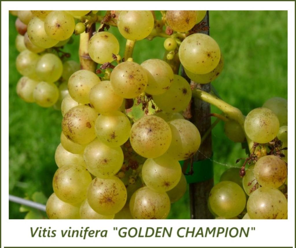 DRUIVENPLANTEN oa "CHAMPION", witte druiven,  12€/stuk, Tuin en Terras, Volle zon, Vaste plant, Ophalen of Verzenden, Zomer