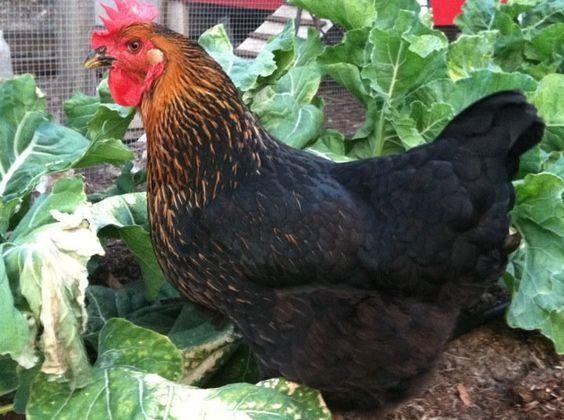 Jonge legkippen, Dieren en Toebehoren, Pluimvee, Vrouwelijk, Kip