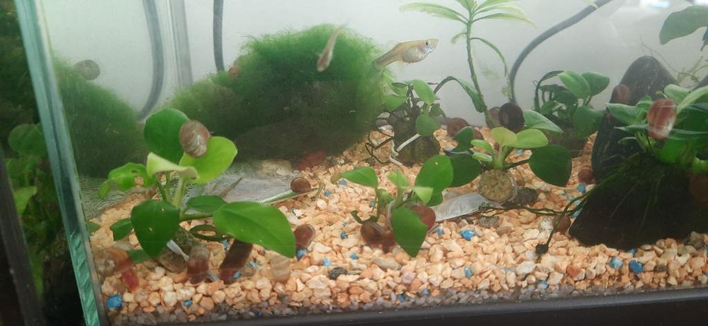 Anubias Nana Bonsai voor aquarium (klein ~1-2cm), Volle zon, Bloeit niet, Minder dan 100 cm, Overige soorten