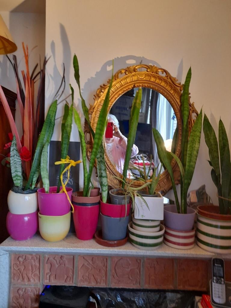plantes intérieurs, Ophalen