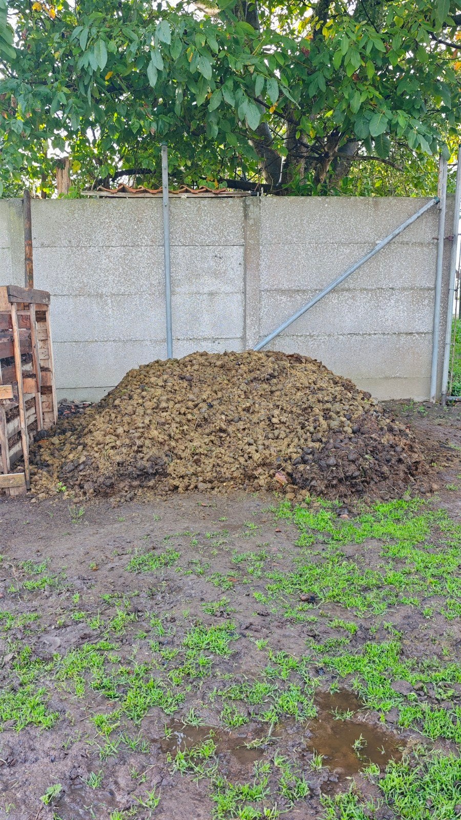 Gratis paardenmest Leeuwergem Zottegem, Ophalen, Compost