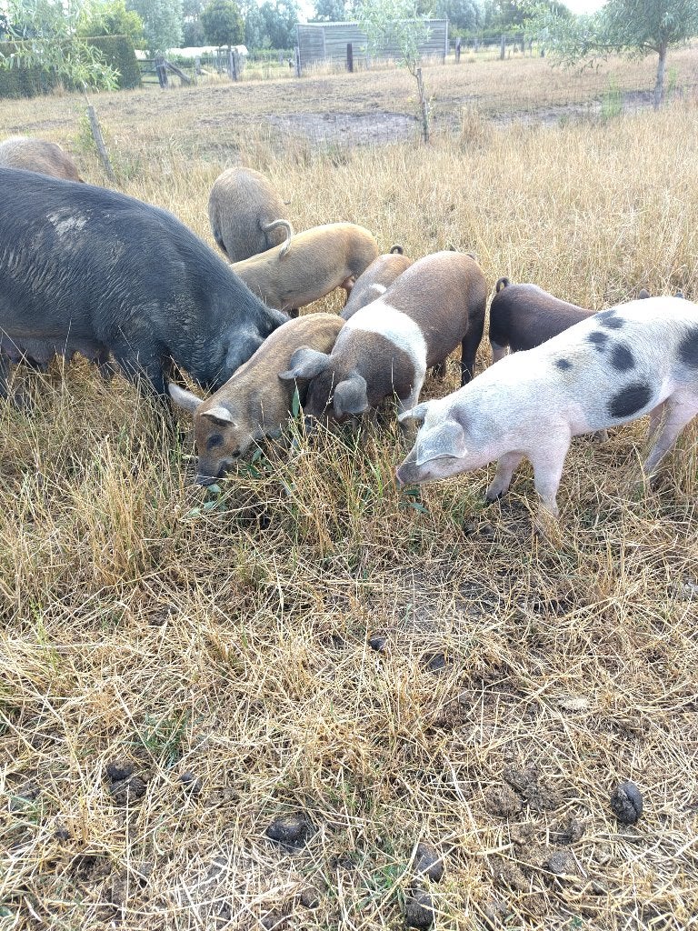 Biggen te koop, Plusieurs animaux, Porcs, 0 à 2 ans