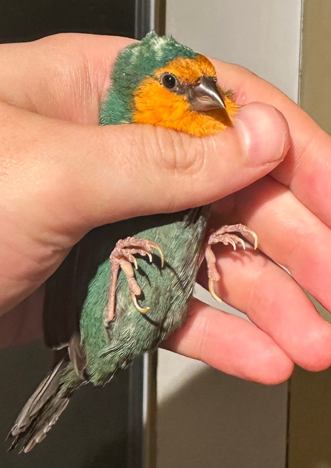 3 Pape de noumea, Femelle