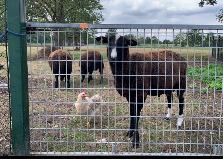 Schapen bok, Dieren en Toebehoren, Mannelijk, Schaap, 0 tot 2 jaar